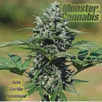 Auto Gorilla Feminised Auto Gorilla Feminised